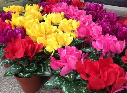 秋涼種花，三樣好養又添詩意