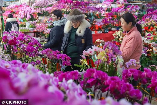 年宵花卉市場旺 精準對接促種植花卉產業蝶變